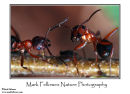 Blood red slave making ants Formica sanguinea 